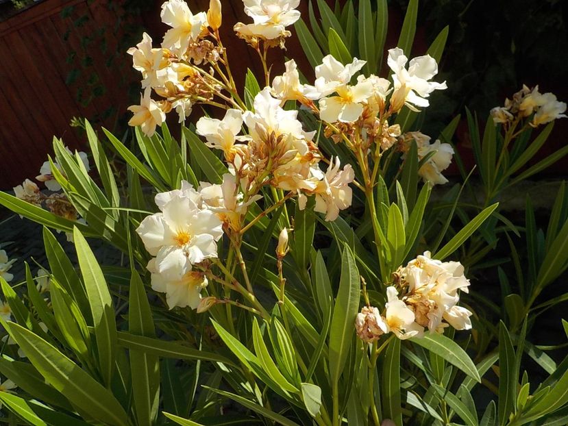  - opalos balerina nr 62