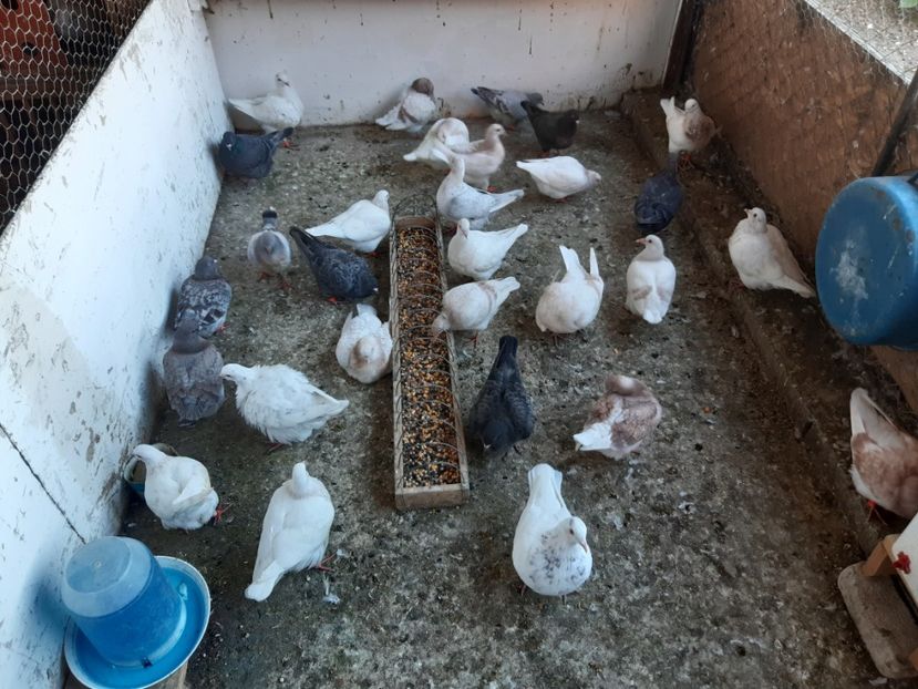 Pui 2024  - De azi se pot ridica cele 4 perechi comandate  . - 01 CONTACT