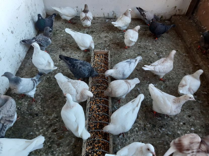  - 09 PUI TEXANI 2024