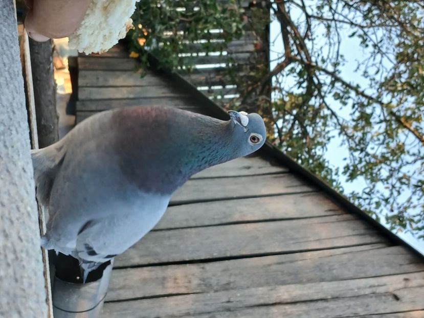 inbound8048346474721090704 - Porumbei mei