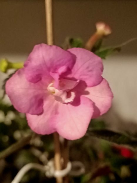 2024.09.08-La mulți ani Maria! - Calendarul