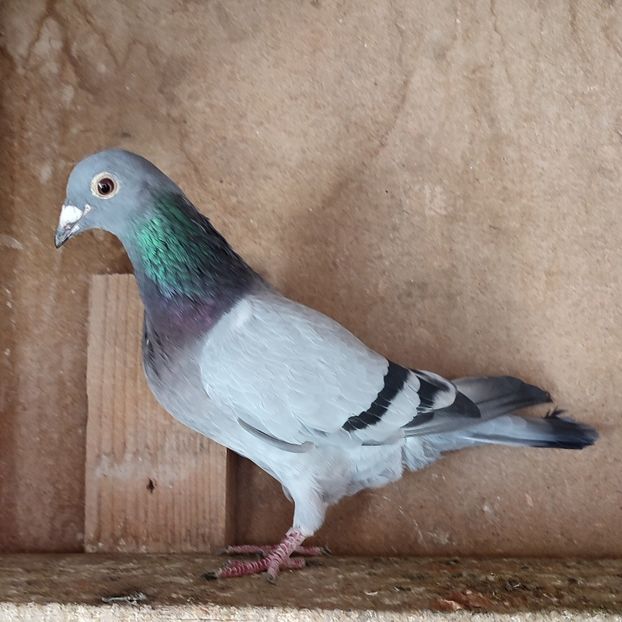 Femela 19-120 - Vanat