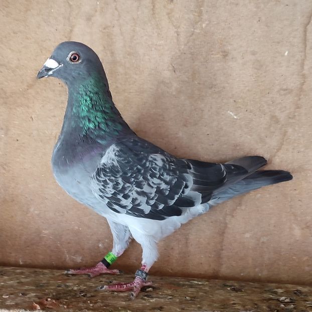 Mascul 23-385 - Porumbei vanduti