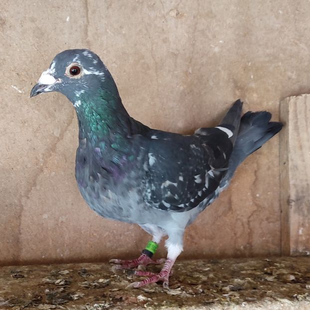 Mascul 23-722 - Stropit list