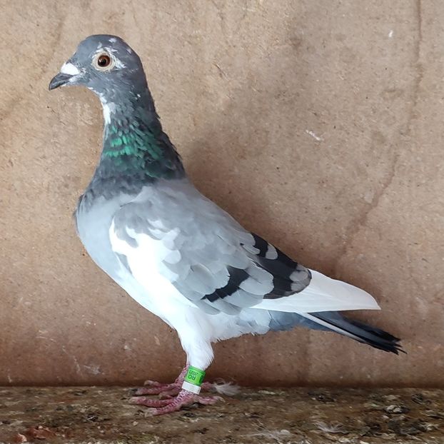 Femela 23-238 - Porumbei vanduti