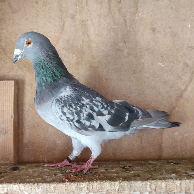 Mascul 20-345 - Porumbei vanduti