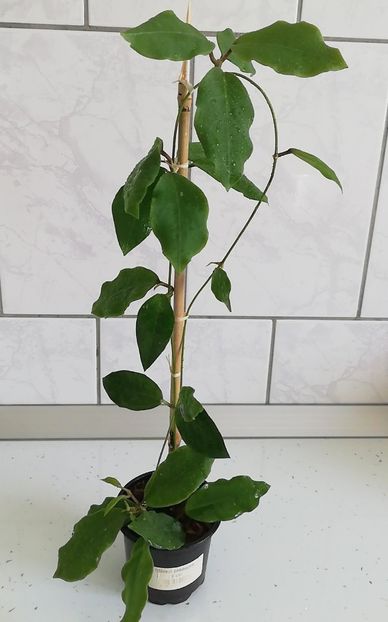 9 septembrie 2024 - Hoya Patricia