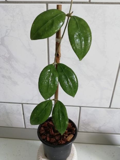 9 septembrie 2024 - Hoya Erythrostemma