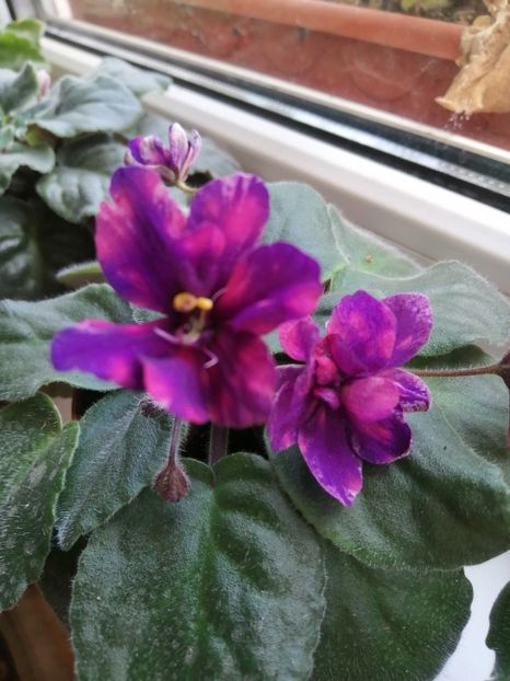  - AE Streletes elite