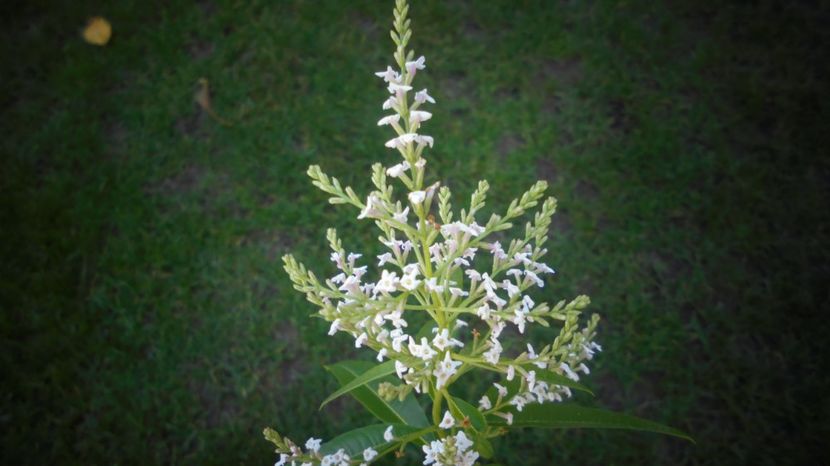 Aloysia citriodora - 2024