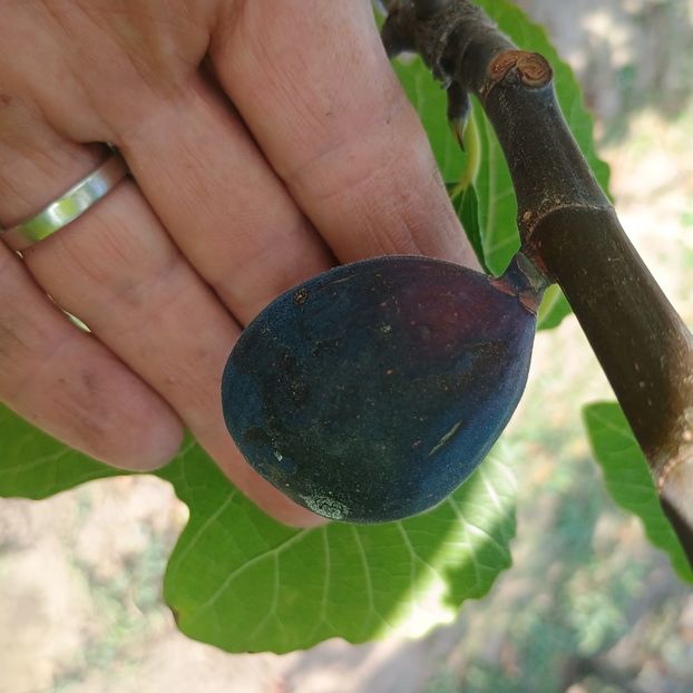 Black Mission - Arbori fructiferi 2024