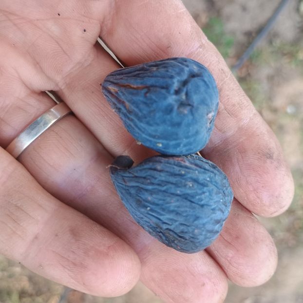 sm Black Mission - Arbori fructiferi 2024