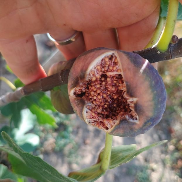 sm Rosche - Arbori fructiferi 2024