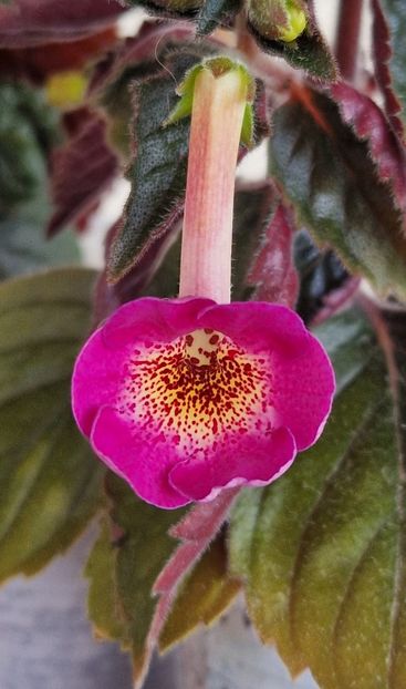 Rf s Enigma - Achimenes 2024