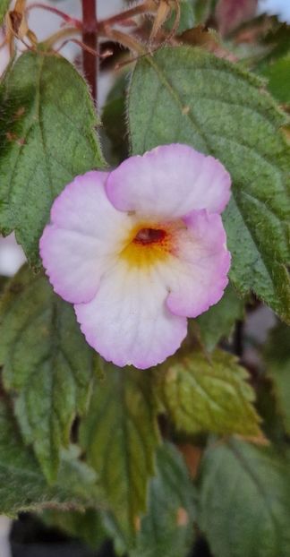 Shy Sun - Achimenes 2024