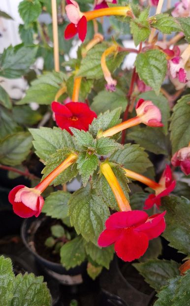  - Red Diamond p