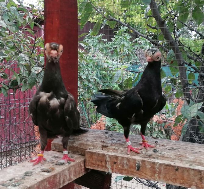  - Cioc scurt de Budapesta 2024