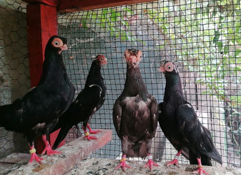  - Cioc scurt de Budapesta 2024