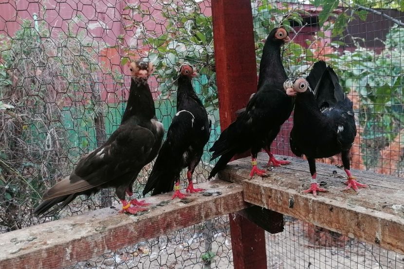  - Cioc scurt de Budapesta 2024