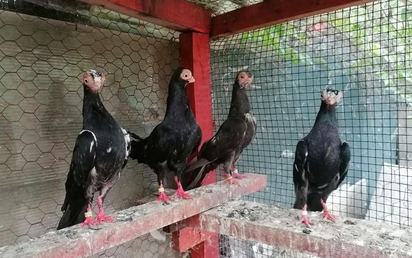  - Cioc scurt de Budapesta 2024