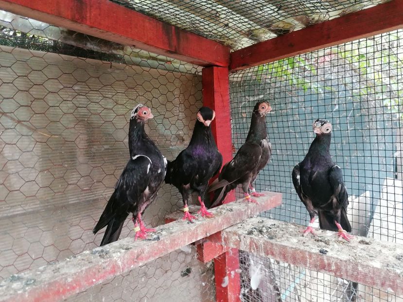  - Cioc scurt de Budapesta 2024