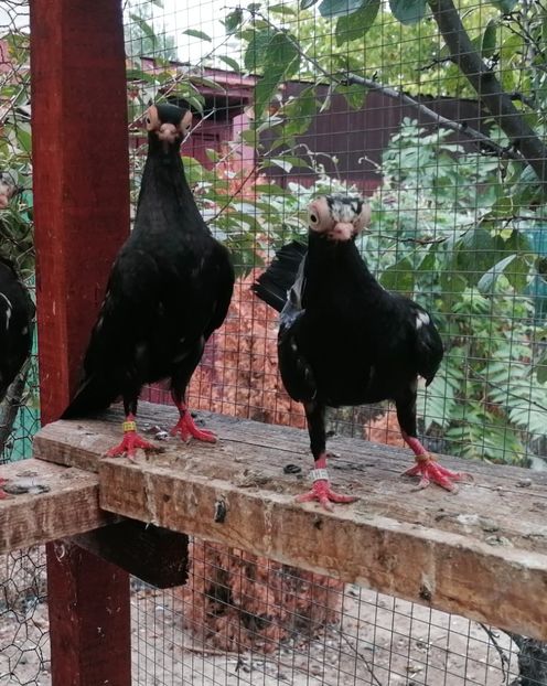  - Cioc scurt de Budapesta 2024