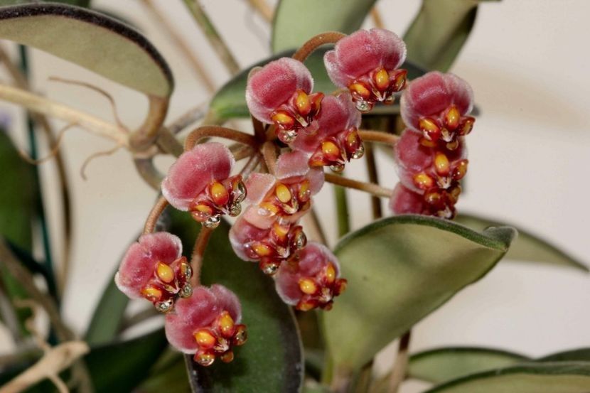 Hoya Anncajanoae - 00 HOYA-Lacrima Maicii Domnului sau Nectarul Zeilor