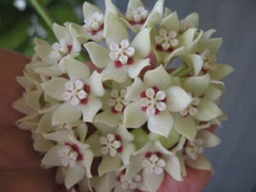 Hoya australis ssp. tenuipes - 00 HOYA-Lacrima Maicii Domnului sau Nectarul Zeilor