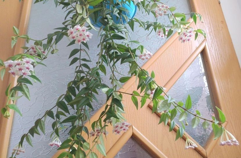 Hoya Bella - 00 HOYA-Lacrima Maicii Domnului sau Nectarul Zeilor