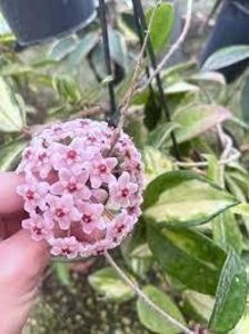 Hoya carnosa cv- Krimson Princess - 00 HOYA-Lacrima Maicii Domnului sau Nectarul Zeilor