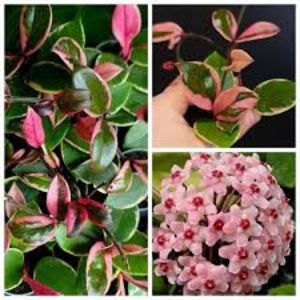 Hoya carnosa Flamingo Dream - 00 HOYA-Lacrima Maicii Domnului sau Nectarul Zeilor