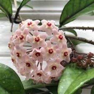 Hoya Chouke - 00 HOYA-Lacrima Maicii Domnului sau Nectarul Zeilor