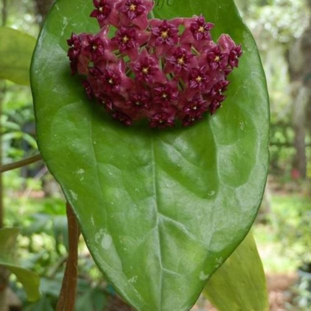 Hoya Cinnamomifolia var. Purpureofusca (Hoya purpureofusca) - 00 HOYA-Lacrima Maicii Domnului sau Nectarul Zeilor
