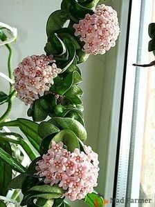 Hoya Compacta - 00 HOYA-Lacrima Maicii Domnului sau Nectarul Zeilor
