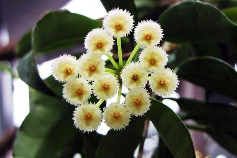 Hoya lacunosa Mint - 00 HOYA-Lacrima Maicii Domnului sau Nectarul Zeilor