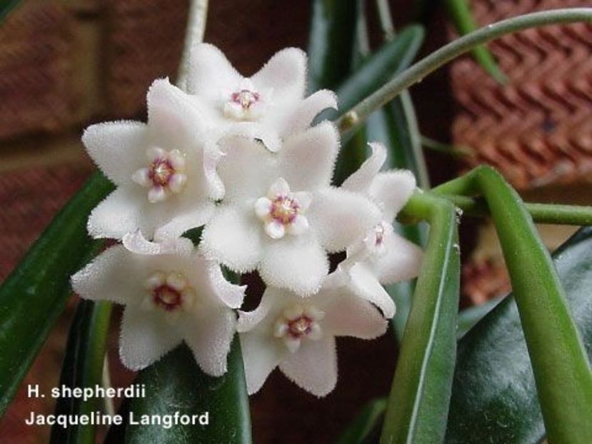 Hoya Longifolia - 00 HOYA-Lacrima Maicii Domnului sau Nectarul Zeilor