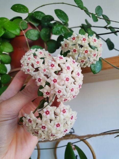 Hoya Mathilde Splash - 00 HOYA-Lacrima Maicii Domnului sau Nectarul Zeilor