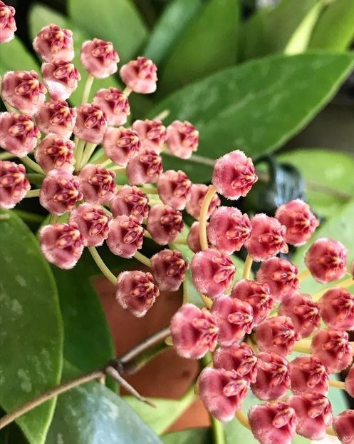 Hoya Memoria - Gracilis - 00 HOYA-Lacrima Maicii Domnului sau Nectarul Zeilor