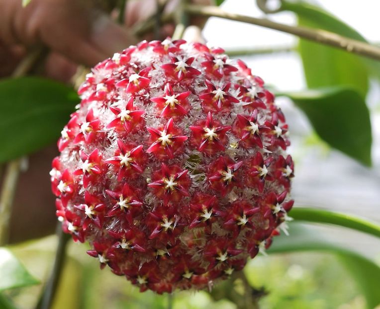 Hoya Mindorensis Red - 00 HOYA-Lacrima Maicii Domnului sau Nectarul Zeilor
