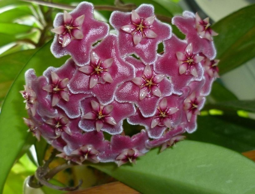 Hoya Pubicalyx Pink SILVER Porcelain parfumata - 00 HOYA-Lacrima Maicii Domnului sau Nectarul Zeilor