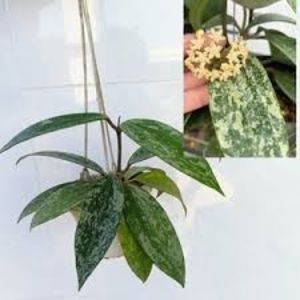 Hoya Rangsan Splash - 00 HOYA-Lacrima Maicii Domnului sau Nectarul Zeilor