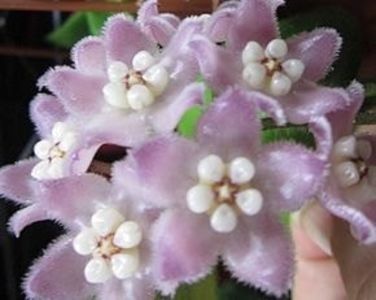 Hoya Thomsonii Pink 215 - 00 HOYA-Lacrima Maicii Domnului