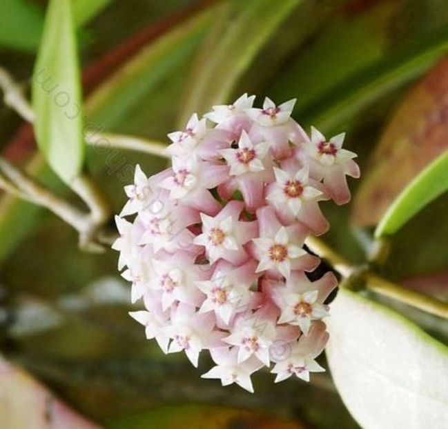Hoya Vertigillata - 00 HOYA-Lacrima Maicii Domnului sau Nectarul Zeilor