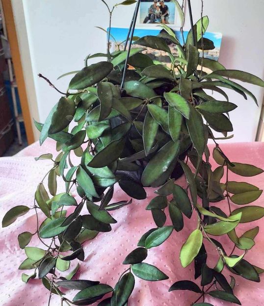 Hoya Wayetii Bol - 00 HOYA-Lacrima Maicii Domnului sau Nectarul Zeilor