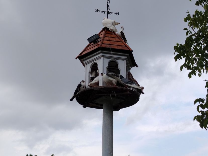  - Căsuța hrănitoare