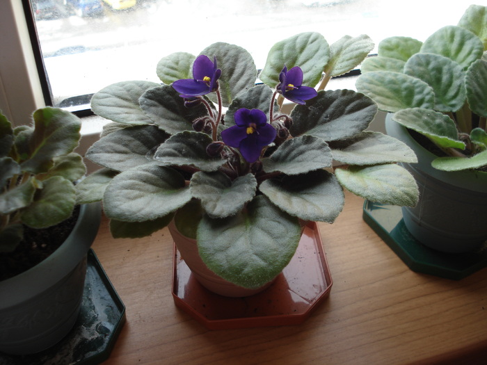 violeta albastra - flori - violete si gloxenii