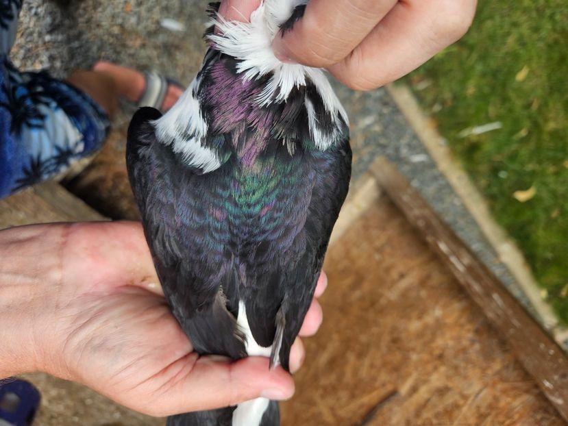  - 1861 Paul Stefanov