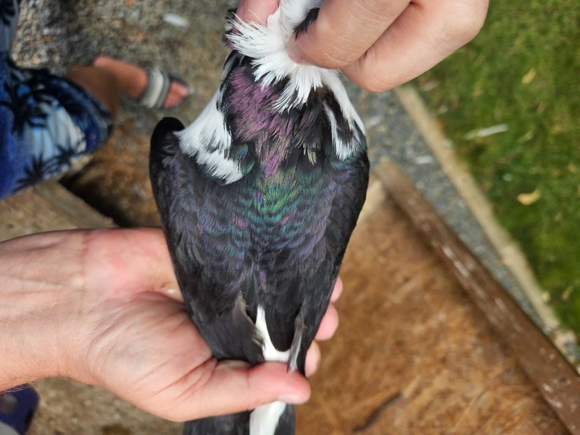  - 1861 Paul Stefanov