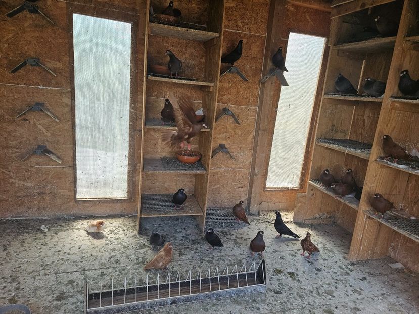  - 1966 Sorin Arbunea