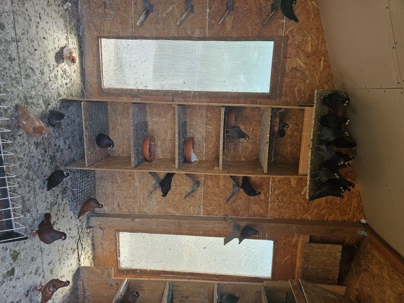  - 1966 Sorin Arbunea